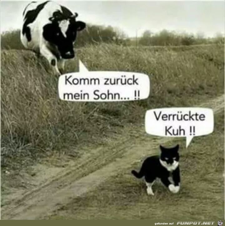 verrueckte kuh verrueckte kuh
