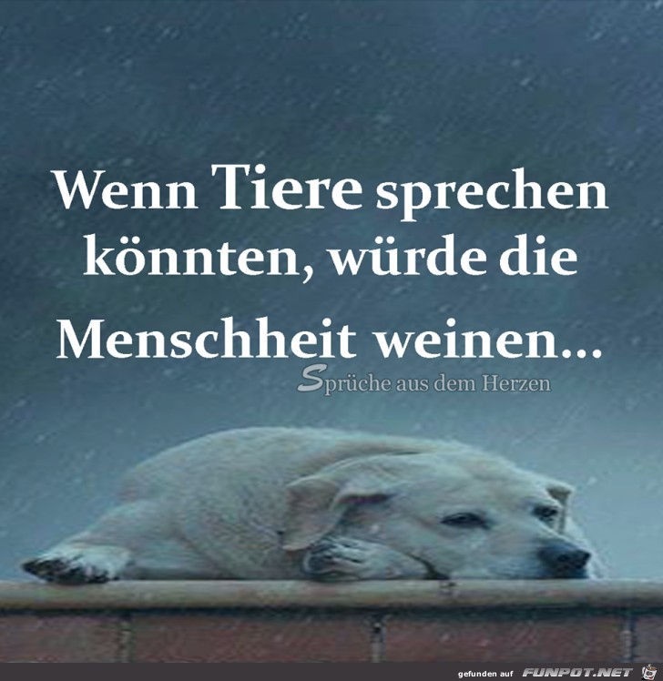 Wenn Tiere Wenn Tiere