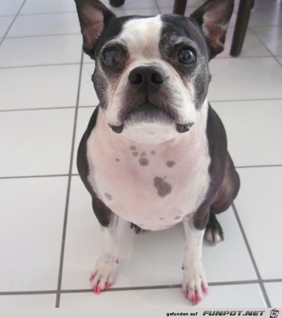 hund fingernaegel hund fingernaegel