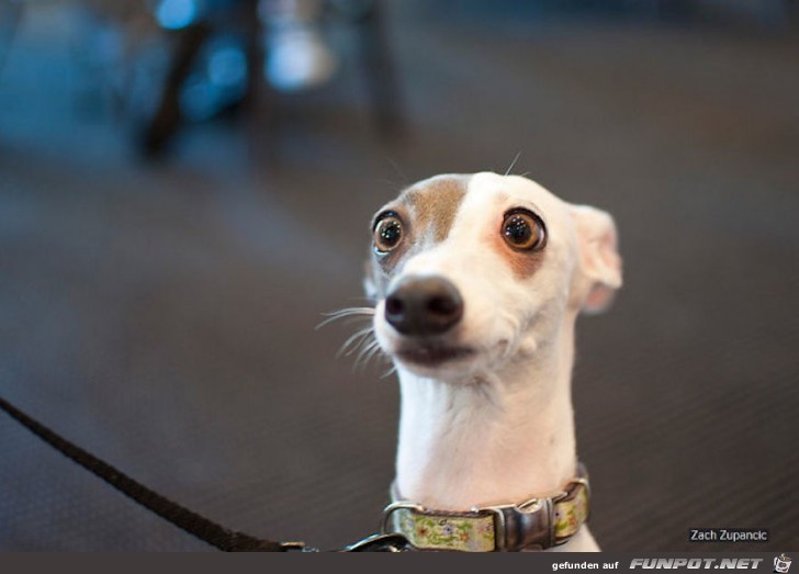 Lustige Tiere mit ueberraschtem Blick 12 Lustige Tiere mit ueberraschtem Blick 12