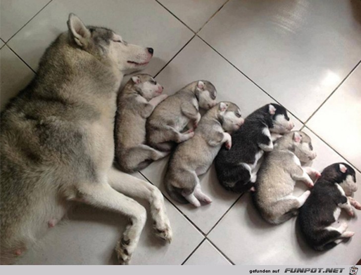 Niedliche Welpen mit ihrer Mama 4 Niedliche Welpen mit ihrer Mama 4