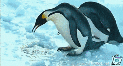 Pinguine Pinguine