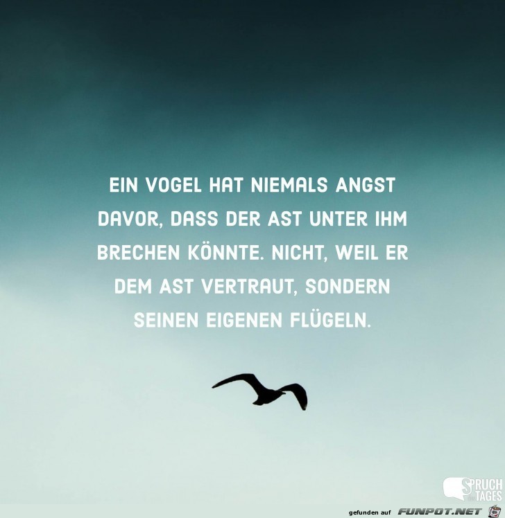 ein-vogel-hat-niemals-angst-da vor ein-vogel-hat-niemals-angst-da vor