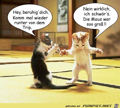 witzige Bilder aus verschiedenen Blogs