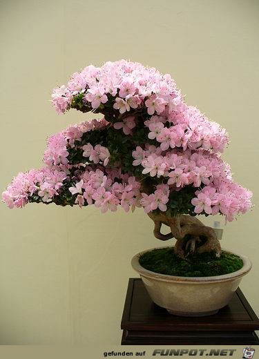 Blhende Bonsai-Bume...