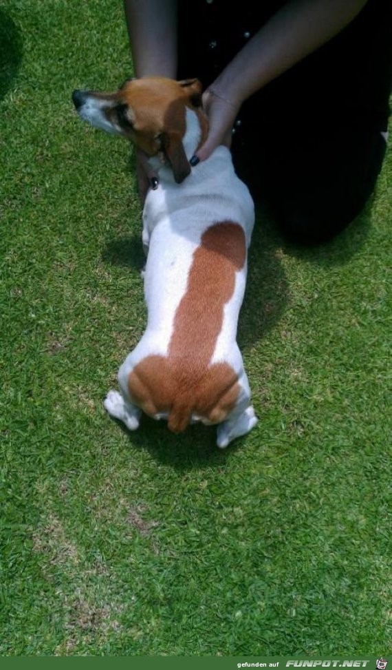 der Pimmelhund der Pimmelhund