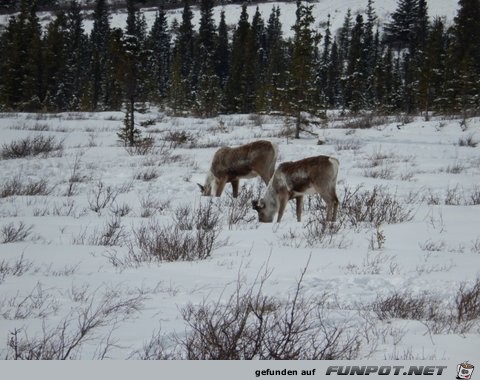 Herd of cariboo and alaska pipeline in April 2013