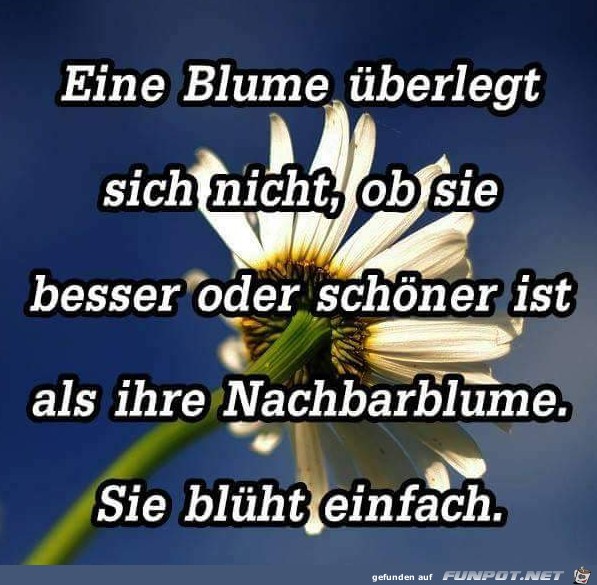 10 schne Sprche und Lebensweisheiten aus...