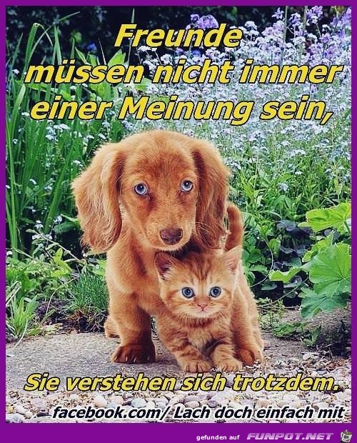freunde muessen nicht immer einer meinung sein freunde muessen nicht immer einer meinung sein