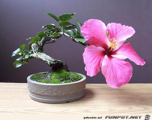 Blhende Bonsai-Bume...