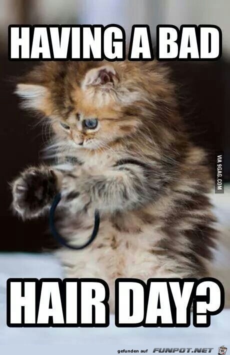 hairday hairday