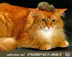 Katzenbilder