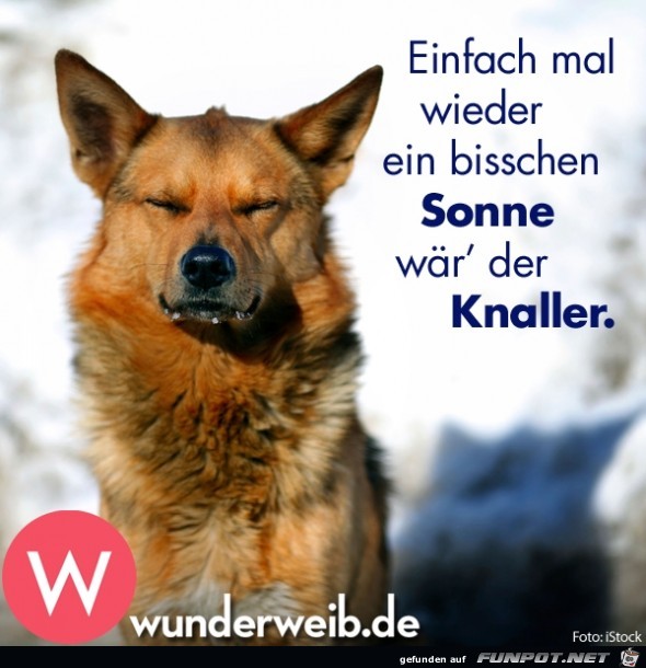 knaller