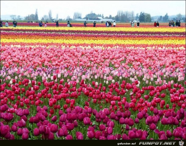 9 Millionen Tulpenzwiebeln!