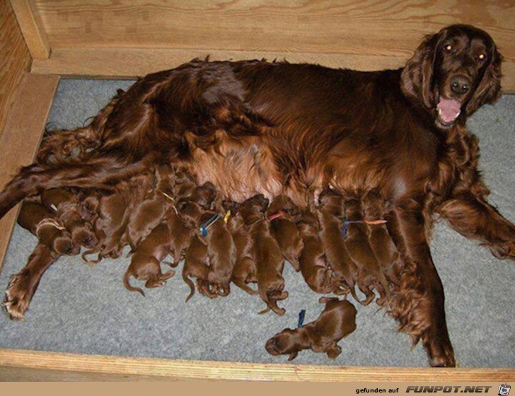 Niedliche Welpen mit ihrer Mama 16 Niedliche Welpen mit ihrer Mama 16