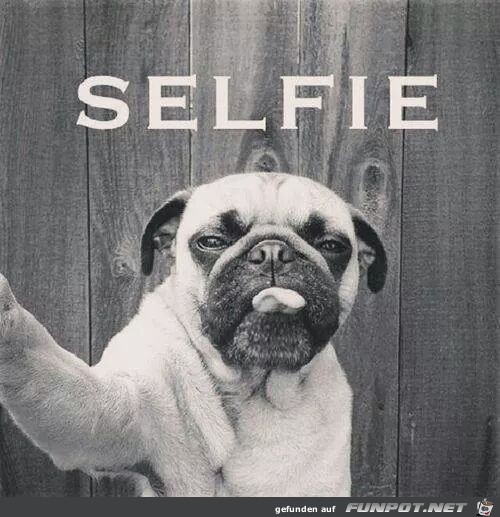 Selfi Selfi