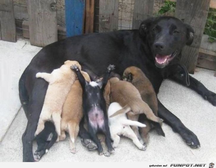 Niedliche Welpen mit ihrer Mama!