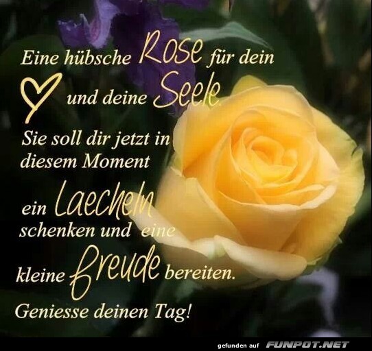 eine huebsche rose eine huebsche rose