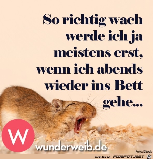 wach wach