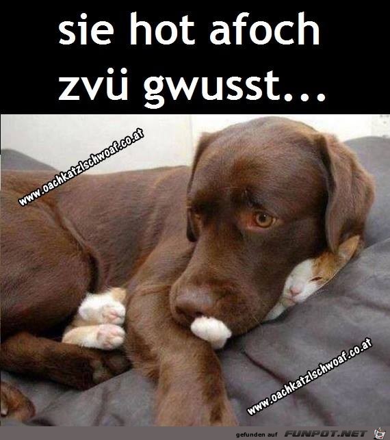 Zvue gwusst Zvue gwusst