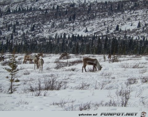 Herd of cariboo and alaska pipeline in April 2013