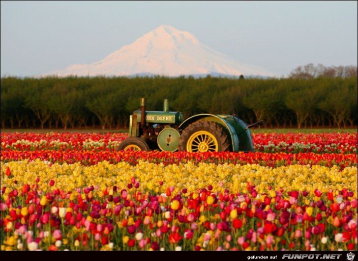 9 Millionen Tulpenzwiebeln!