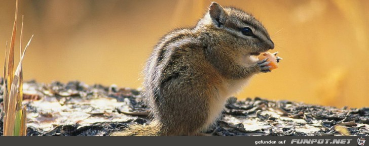 Eichhörnchen Eichhörnchen