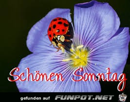Sonntag