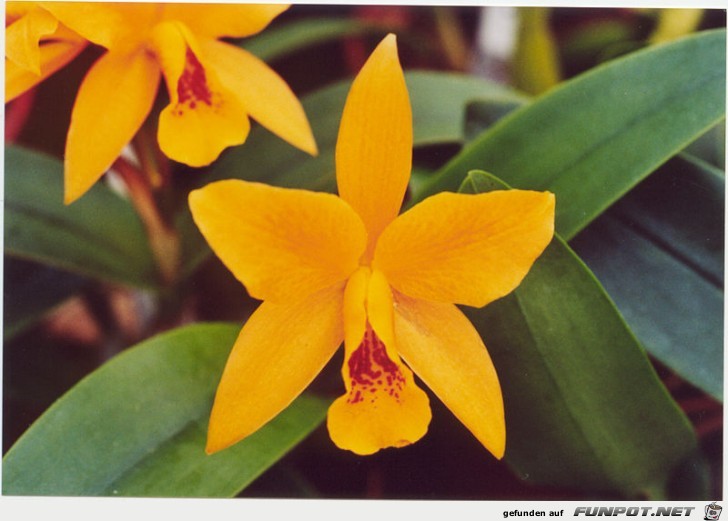 orchids-Laeliocattleya orchids-Laeliocattleya