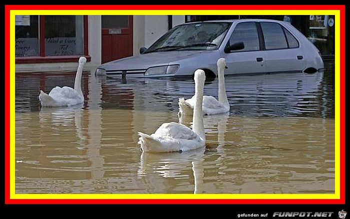 Schwan Schwan