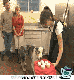 gif Hund sieht Kuchen