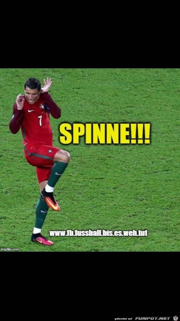 Spinne Spinne