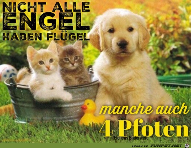 Nicht alle Engel