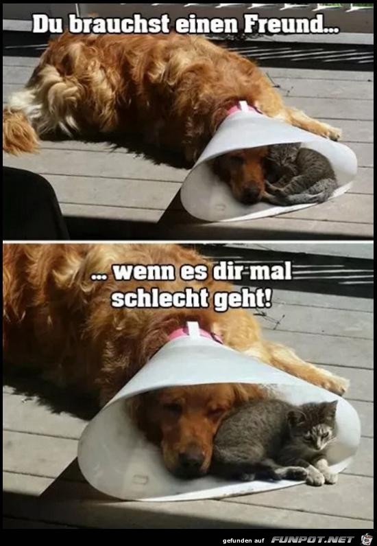 du brauchst einen Freund.......