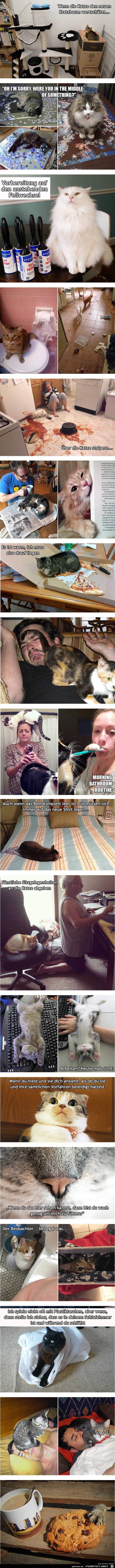 mein Tag mit meinen Katzen mein Tag mit meinen Katzen