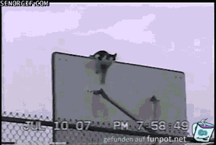 eine Katze kommt ueberall hin eine Katze kommt ueberall hin
