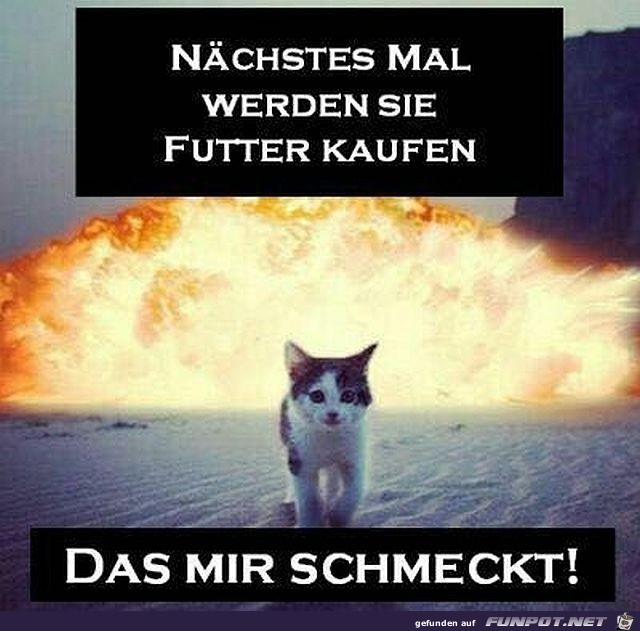 Die Rache der Katze