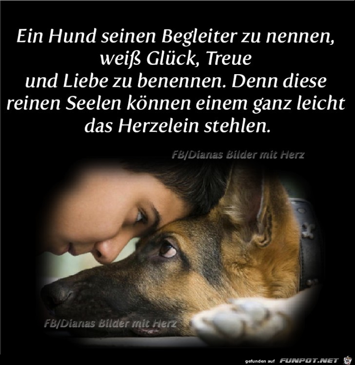 Ein Hund sein Begleiter