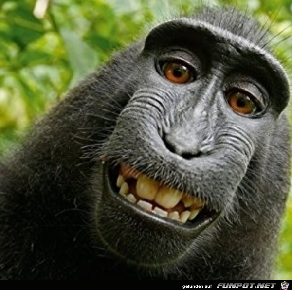 Lustiger Affe Lustiger Affe