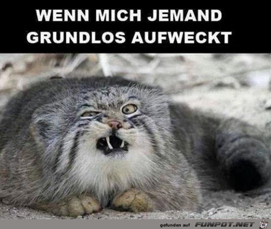 Aufgeweckt Aufgeweckt