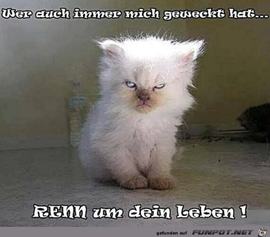 Renn Renn