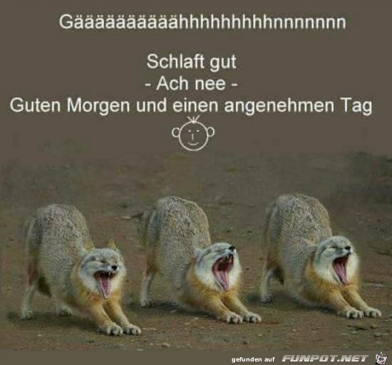 Guten Morgen Guten Morgen