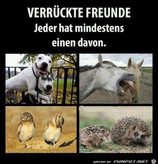 verrückte Freunde verrückte Freunde