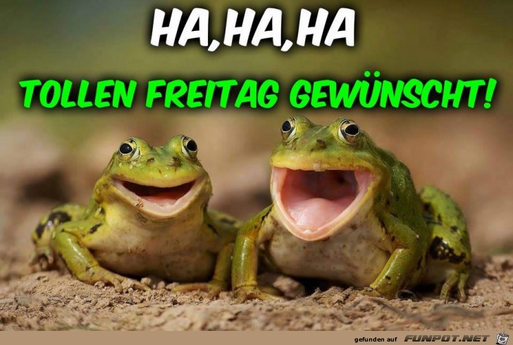 HA HA Ha HA HA Ha