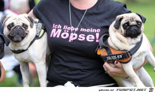 Ich liebe meine Moepse Ich liebe meine Moepse