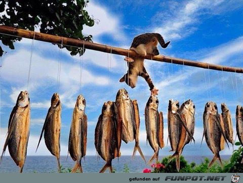 Freitag gibts Fisch