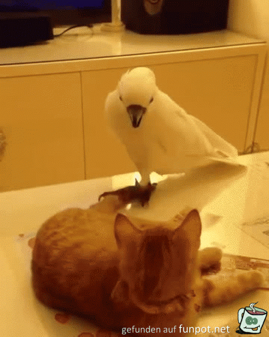 Ich fange ihn Ich fange ihn