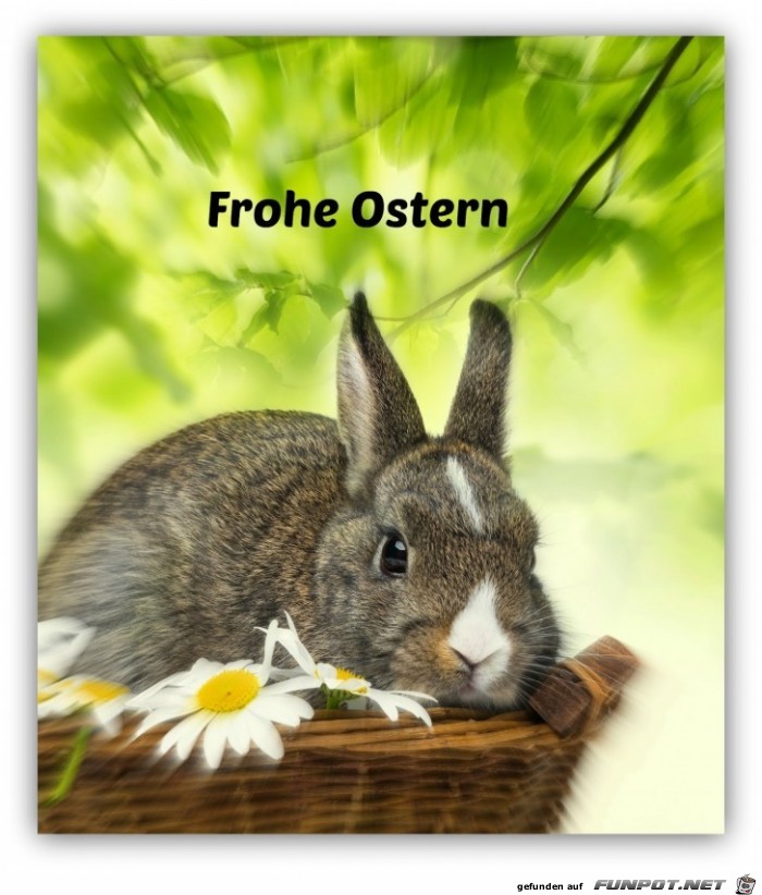 osterbilder-osterhase osterbilder-osterhase
