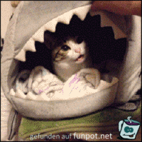 Was soll das Was soll das