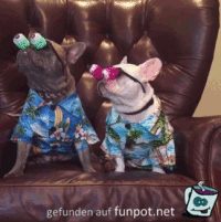 Wir glotzen mal blöd Wir glotzen mal blöd